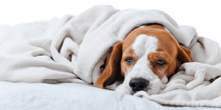 what are signs that dogs are in pain