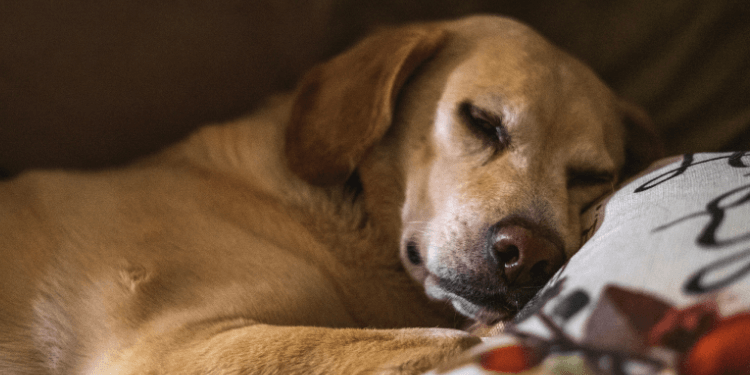 https://topdoghealth.com/wp-content/uploads/the-top-5-things-to-know-about-sleep-and-your-dog.png