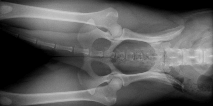 should you breed a dog with hip dysplasia