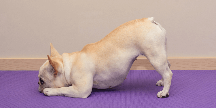 Why Do Dogs Stretch So Much