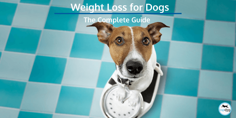 The Complete Guide to Weight Loss for Dogs