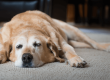 Muscle atrophy in dogs feature image