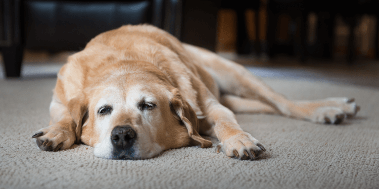 Dog Hind Legs Weakness Guide to Managing Dog Back Leg Weakness