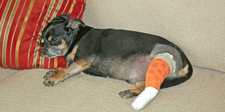 Animal Ortho Care | Custom Dog Knee Brace | Stifle | CCL | ACL, Left