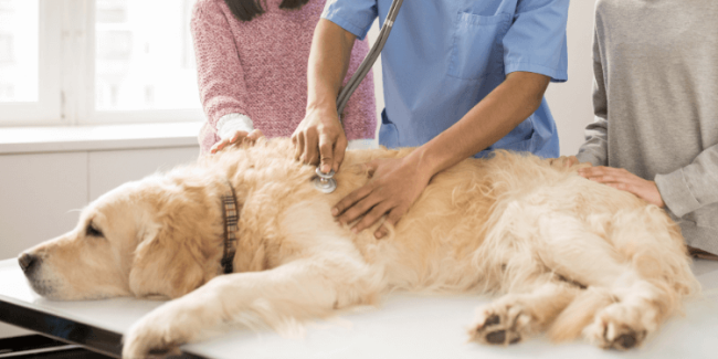 Do I need pet insurance feature image